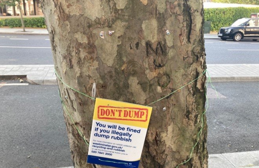 Damaged Tree