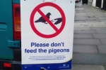 feeding-pigeons