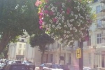 hanging-baskets