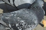 Pigeon