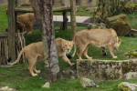 Regent's Park Matters 
