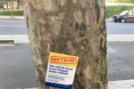 Damaged Tree