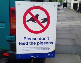 feeding-pigeons