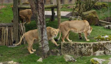 Regent's Park Matters 