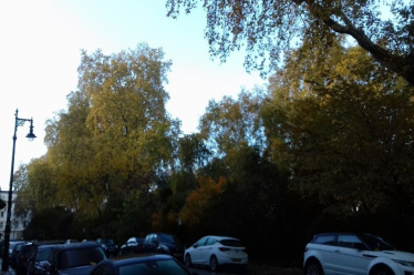 Leaf Clearing 