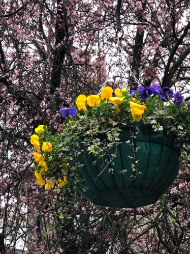 Hanging Basket