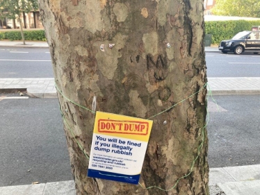 Damaged Tree