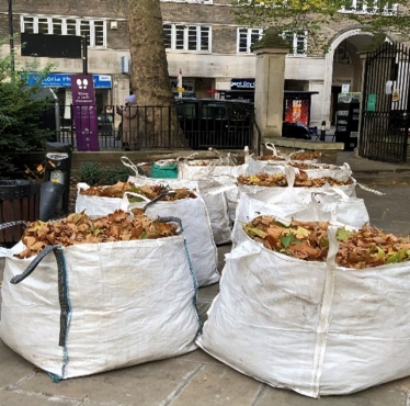 Leaf Clearing